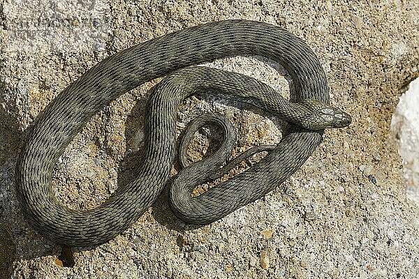 Wuefelnatter (Natrix tessellata) Balaton  Plattensee  Ungarn  Europa