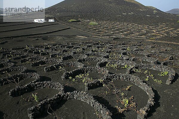Weinstöcke mit Mauern aus Lavagestein  Weinanbau auf vulkanischer Asche in Trockenbaumethode  La Geria  Insel Lanzarote  Kanarische Inseln  Kanaren  Spanien  Europa