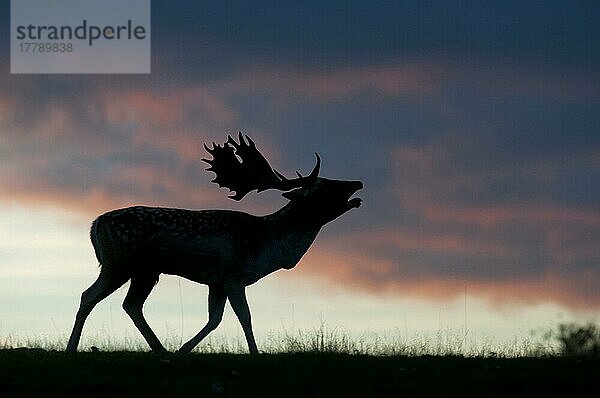 Damhirschbock (Dama dama)  der während der Brunftzeit brüllt und sich bei Sonnenuntergang als Silhouette abzeichnet  Kent  England  Oktober