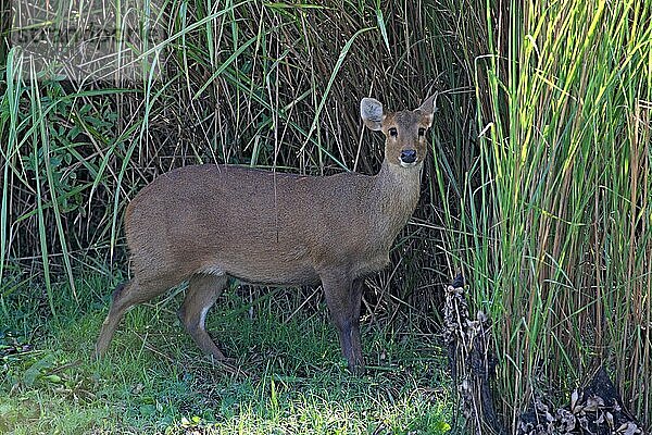 Schweinehirsch (Axis porcinus)  erwachsenes Weibchen  steht neben langem Gras  Kaziranga N. P. Assam  Indien  November  Asien