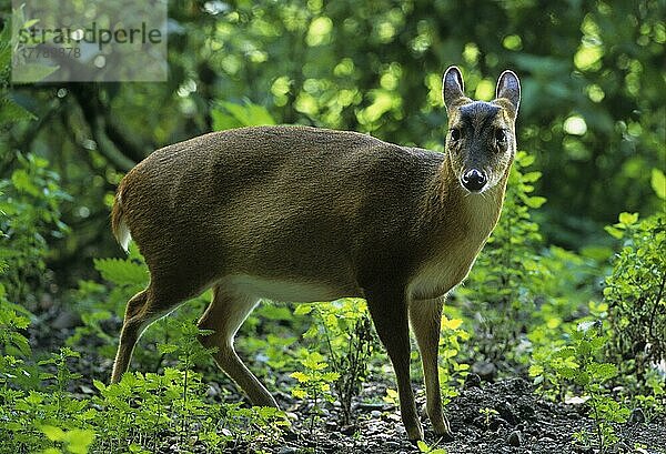 Chinesischer Muntjac (Muntiacus reevesi) Weiblich  stehend  Nahaufnahme  Seitenansicht