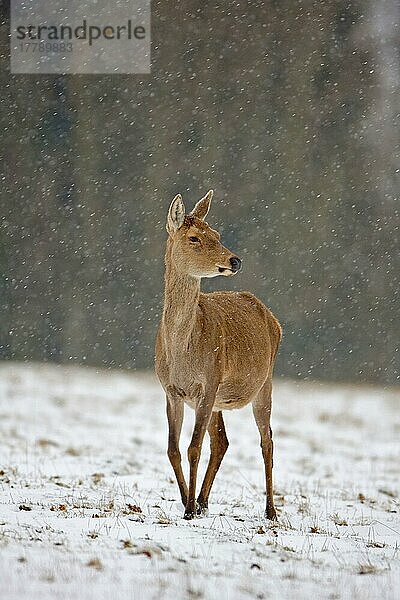 Rothirsch (Cervus elaphus) Hirschkuh  bei Schneefall im Schnee unterwegs  Suffolk  England  Februar