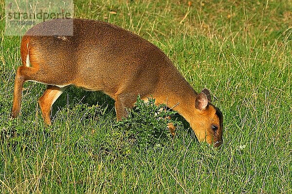 Chinesischer Muntjac (Muntiacus reevesi)  erwachsenes Weibchen  Fütterung  England  Großbritannien  Europa