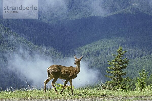 Maultierhirsch  Maultierhirsche (Odocoileus hemionus)  Großohrhirsch  Großohrhirsche  Hirsche  Huftiere  Paarhufer  Säugetiere  Tiere  Columbia Black-tailed (Mule) Deer Female  Pacific Coast Race  USA  Nordamerika