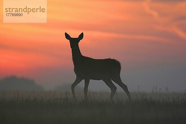 Rothirsch  Rothirsche (Cervus elaphus)  Hirsche  Huftiere  Paarhufer  Säugetiere  Tiere  Red Deer calf  Silhouette at sunrise  Minsmere RSPB Reserve  Suffolk  England  october