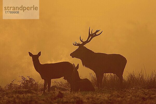 Rothirsch (Cervus elaphus) Hirsch und Hirschkühe  in der Morgendämmerung  während der Brunftzeit hinterleuchtet  Bradgate Park  Leicestershire  England  Herbst