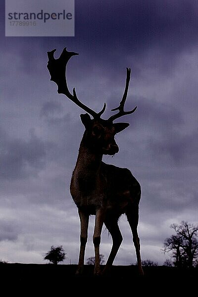 Damhirsch  Damhirsche (Dama dama) Hirsche  Huftiere  Paarhufer  Säugetiere  Tiere  Fallow Deer buck  Silhouette at dusk  Knole Park  Kent  England  february