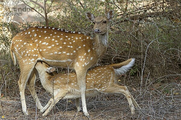 Gefleckter Hirsch (Achsenachse)  erwachsenes Weibchen mit Jungtieren  säugend  Ranthambore N. P. Rajasthan  Indien  März  Asien