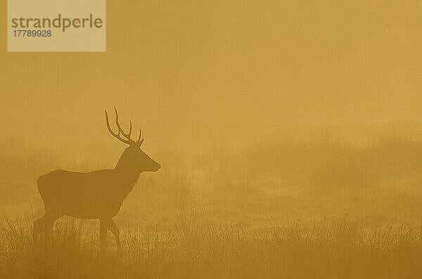 Rothirsch (Cervus elaphus) unreifer Hirsch  im Morgennebel laufend  während der Brunftzeit  Leicestershire  England  Oktober