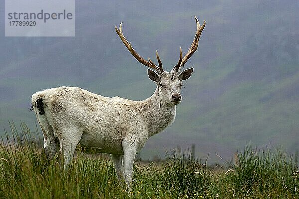 Rothirsch  Rothirsche (Cervus elaphus)  Hirsche  Huftiere  Paarhufer  Säugetiere  Tiere  Red Deer stag  albino  standing on moorland  Perthshire  Scotland