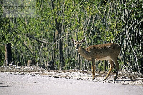 Schlüsselhirsch (Odocoileus virginianus clavium) erwachsenes Weibchen  neben der Straße stehend  Florida Keys (U.) S. A