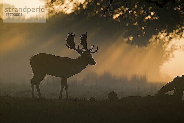 Damhirschbock (Dama dama)  der sich in der Morgendämmerung während der Brunftzeit als Silhouette abzeichnet  Helmingham Hall Deer Park  Suffolk  England  Oktober