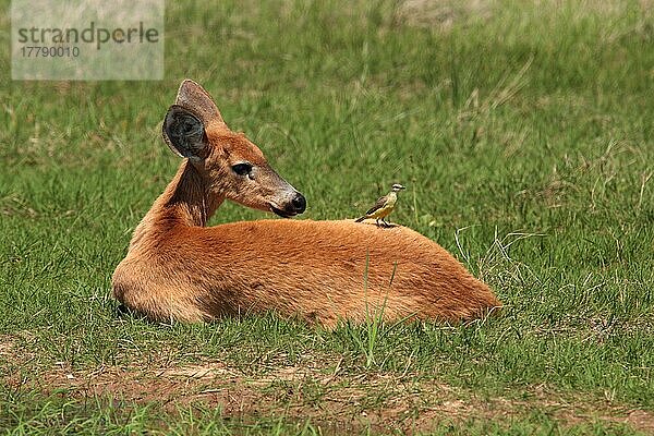 Sumpfhirsch (Blastocerus dichotomus)  erwachsenes Weibchen  ruhend  mit auf dem Rücken sitzendem Viehtyrann (Machetornis rixosa)  Reserva El Bagual  Formosa  Argentinien  Oktober  Südamerika