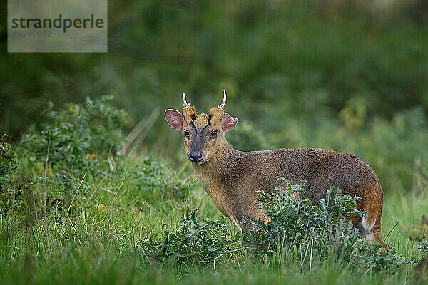 Chinesischer Muntjac (Muntiacus reevesi) erwachsenes Männchen  wachsam  am Rand der Hecke grasend  Norfolk  England  Großbritannien  Europa