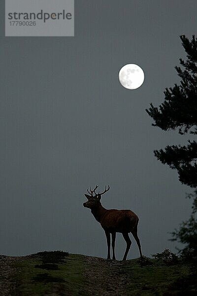 Rothirsch (Cervus elaphus)  Hirsch  Silhouette bei Vollmond  während der Brunftzeit  Minsmere RSPB Reserve  Suffolk  England  Oktober