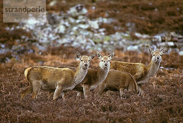 Rothirsch  Rothirsche (Cervus elaphus)  Hirsche  Huftiere  Paarhufer  Säugetiere  Tiere  Red Deer Group of hinds (S)