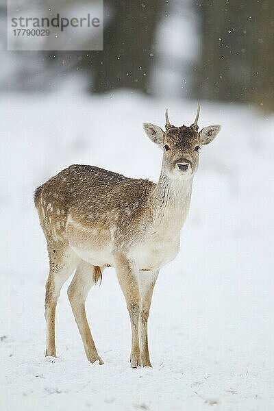 Damhirsch (Dama dama) unreifer Bock  steht am schneebedeckten Waldrand  Suffolk  England  Januar