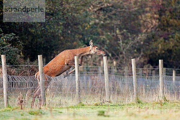 Rothirsch  Rothirsche (Cervus elaphus)  Hirsche  Huftiere  Paarhufer  Säugetiere  Tiere  Red Deer hind  jumping wire fence  Minsmere RSPB Reserve  Suffolk  England  october