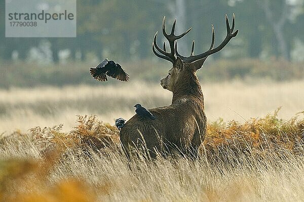 Rothirsch (Cervus elaphus)  Hirsch  gefolgt von drei Dohlen (Corvus monedula)  Richmond Park  London  England  Herbst