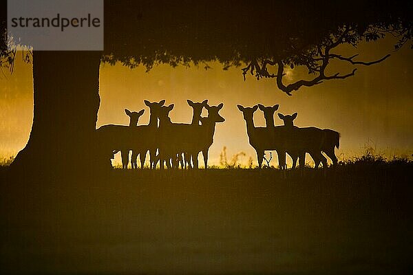 Damhirsch  Damhirsche (Dama dama) Hirsche  Huftiere  Paarhufer  Säugetiere  Tiere  Fallow Deer does  group Silhouette under tree at dawn  Norfolk  England  october