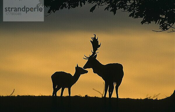 Damhirsch  Damhirsche (Dama dama) Hirsche  Huftiere  Paarhufer  Säugetiere  Tiere  Fallow Deer Doe and buck at sunset  Knole Park  Kent  England  Großbritannien  Europa