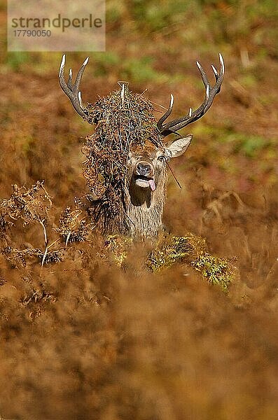 Rothirsch (Cervus elaphus)  Hirsch  Farn auf dem Geweih nach dem Dreschen während der Brunftzeit  Bradgate Park  Leicestershire  England  Herbst