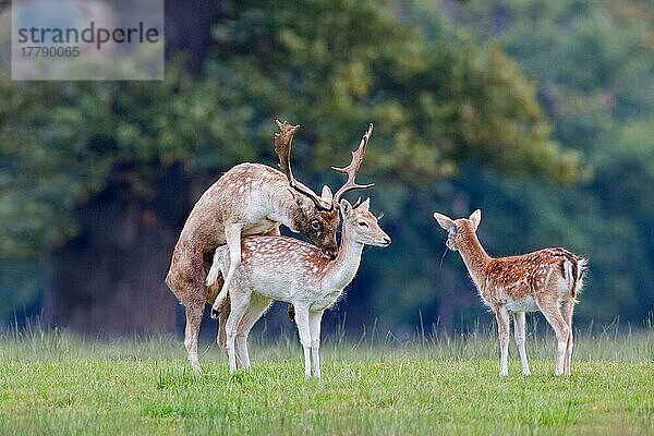 Damhirsch (Dama dama) Bock und Reh  Paarung  mit Kitz  das während der Brunftzeit beobachtet wird  Suffolk  England  Oktober