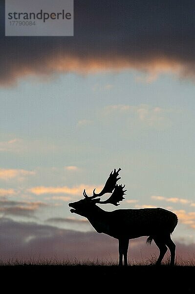 Damhirschbock (Dama dama)  der während der Brunftzeit brüllt und sich bei Sonnenuntergang als Silhouette abzeichnet  Kent  England  Oktober