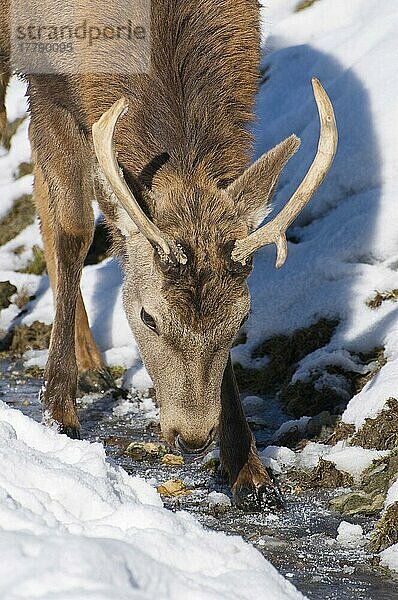 Rothirsch (Cervus elaphus) Hirsch  Nahaufnahme des Kopfes  trinkt aus Bergbach im Schnee  Tirol  Alpen  Österreich  Winter  Europa