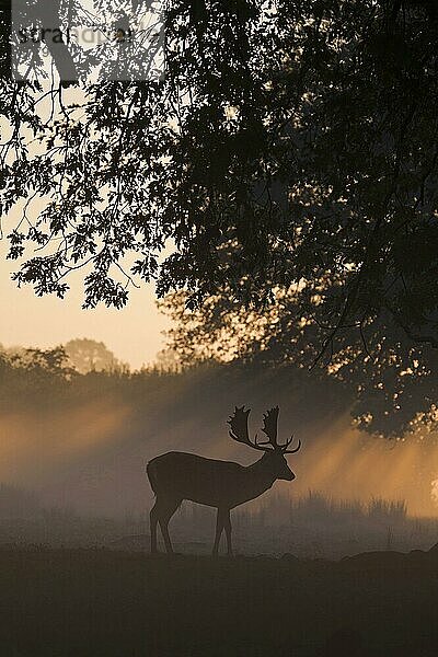 Damhirschbock (Dama dama)  der sich in der Morgendämmerung während der Brunftzeit als Silhouette abzeichnet  Helmingham Hall Deer Park  Suffolk  England  Oktober