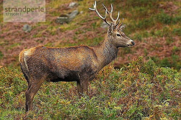 Rothirsch  Rothirsche (Cervus elaphus)  Hirsche  Huftiere  Paarhufer  Säugetiere  Tiere  Red Deer stag  standing on moorland  Highlands  Perthshire  Scotland