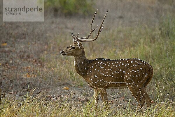 Gefleckter Hirsch (Achsenachse)  erwachsenes Männchen  im Gras stehend  Kanha N. P. Madhya Pradesh  Indien  Asien