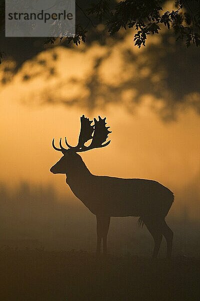 Damhirschbock (Dama dama)  der sich in der Morgendämmerung während der Brunftzeit als Silhouette abzeichnet  Helmingham Hall Deer Park  Suffolk  England  Oktober