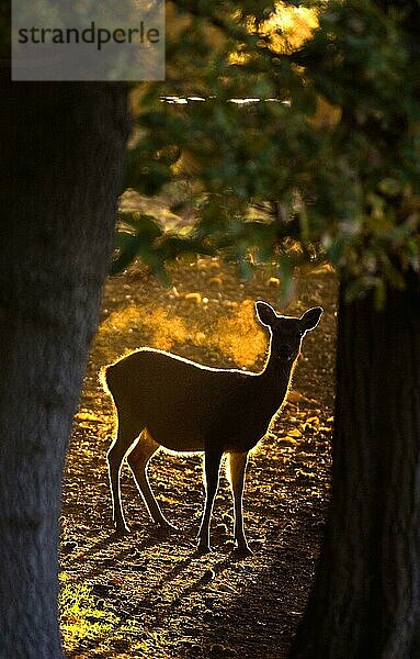 Sika-Hirsch (Cervus nippon) eingeführte Art  Hinterhirsch  in der Morgendämmerung auf Waldlichtung hinterleuchtet  Arne RSPB Reserve  Dorset  England  Herbst