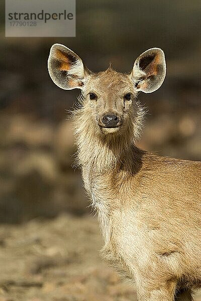 Sambar (Rusa unicolor) jung  Nahaufnahme von Kopf und Hals  Ranthambore N. P. Rajasthan  Indien  März  Asien