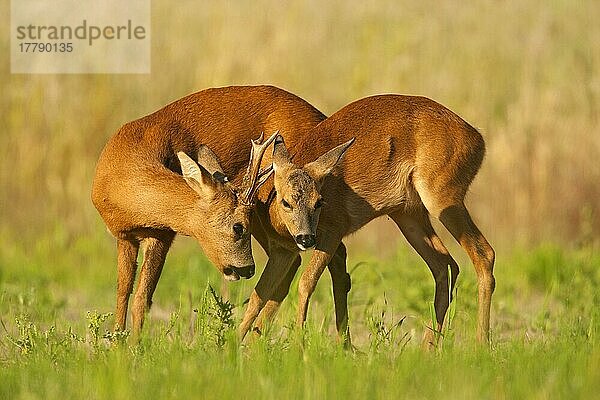 Western Roe Deer Bock und Reh (Capreolus capreolus)  Balzverhalten auf stillgelegtem Feld  Norfolk  England  Juli
