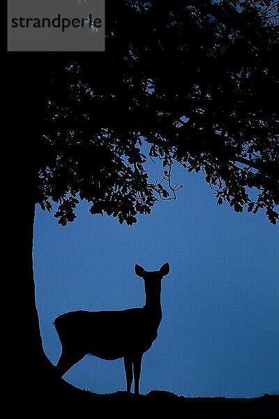 Rothirsch (Cervus elaphus) Hirschkuh  neben Baumstamm stehend  Silhouette in der Dämmerung  während der Brunftzeit  Bradgate Park  Leicestershire  England  November