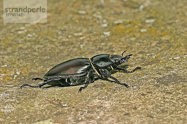Hirschkäfer (Lucanus cervus)  Andere Tiere  Insekten  Käfer  Tiere  Stag Beetle Female on paving stone  Ventral view