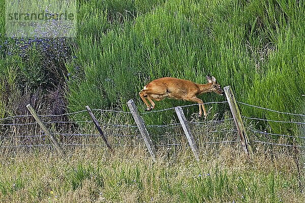 Reh  Rehe (Capreolus capreolus)  Hirsche  Huftiere  Paarhufer  Säugetiere  Tiere  Roe Deer doe  leaping over wire fence  Scotland  autumn