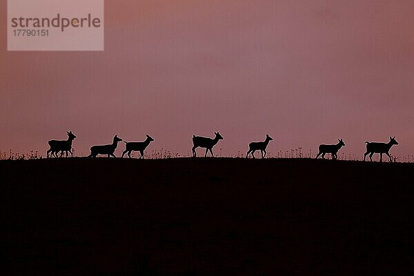 Rothirsche (Cervus elaphus) Hirschkühe und Kälber  Silhouette bei Sonnenuntergang  Minsmere RSPB Reserve  Suffolk  England  Oktober