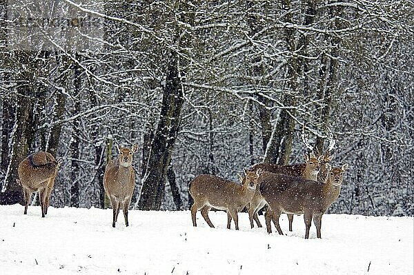 Sika-Hirsch (Cervus nippon) erwachsenes Männchen mit Weibchen  steht am Waldrand im Schnee  schneit