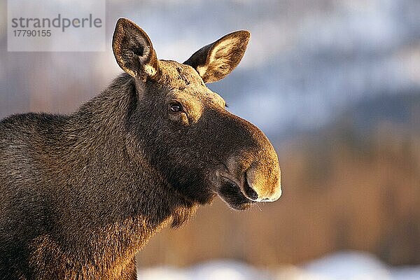 Europäischer Elch (Alces alces alces) adult  Nahaufnahme des Kopfes  Flatanger  Norwegen  Februar  Europa