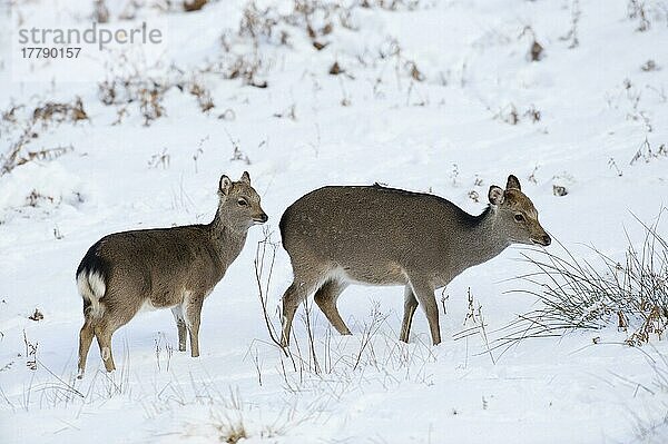 Sikahirsch  Sikahirsche (Cervus nippon)  Hirsche  Huftiere  Paarhufer  Säugetiere  Tiere  Sika Deer hind and calf  standing in snow  Knole Park  Kent  England  winter