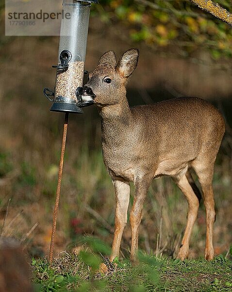Western Roe Deer (Capreolus capreolus) Ricke  ernährt sich von Samen von Vogelfutter in Eichenwäldern  Norfolk  England  November
