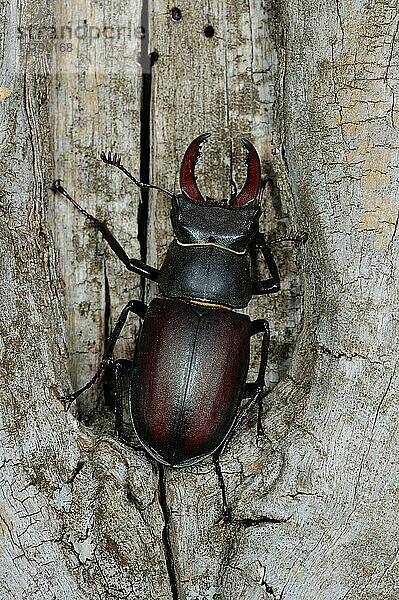 Hirschkäfer (Lucanus cervus)  Andere Tiere  Insekten  Käfer  Tiere  Stag Beetle adult male  resting on dead wood  Italy