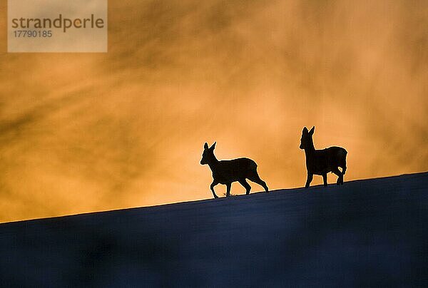 Rehwild (Capreolus capreolus) Bock und Reh  Silhouette im schneebedeckten Feld bei Sonnenuntergang  Oxfordshire  England  Januar