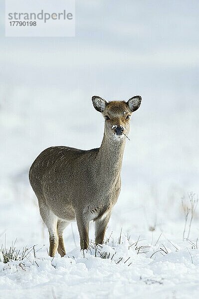 Sika-Hirsch (Cervus nippon) Hirschkuh  grasfressend  im Schnee stehend  Knole Park  Kent  England  Winter