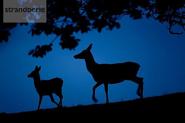 Rothirsch (Cervus elaphus) Hirsch und Kalb  Silhouette in der Dämmerung  während der Brunftzeit  Bradgate Park  Leicestershire  England  November