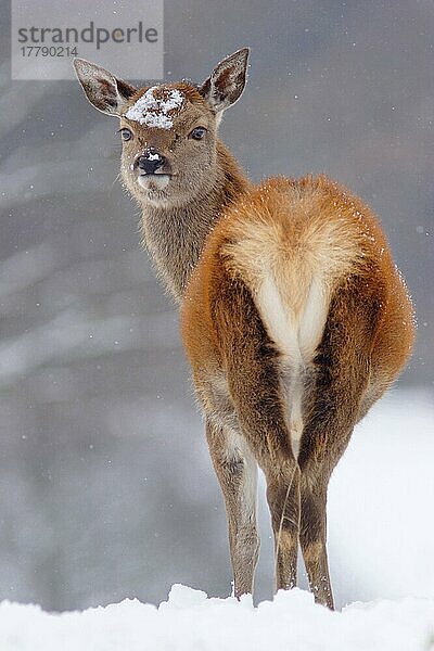 Rothirsch  Rothirsche (Cervus elaphus)  Hirsche  Huftiere  Paarhufer  Säugetiere  Tiere  Red Deer hind  standing in heavy snow  Yorkshire  England  december