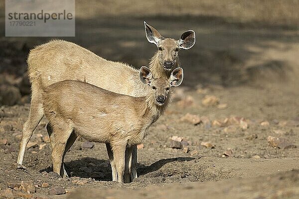 Sambar (Rusa unicolor) Erwachsene  weiblich und jung  trinken am Loch in einem trockenen Wasserloch  Ranthambore N. P. Rajasthan  Indien  März  Asien